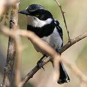 Chinspot Batis