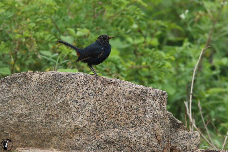 Indian Robinimmature, identification