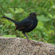 Indian Robin