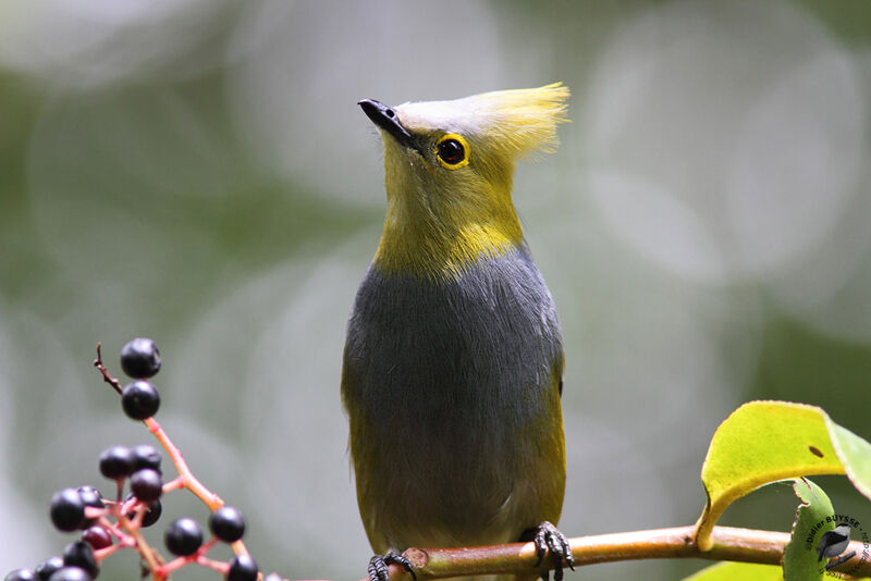 Ptilogon à longue queueadulte, identification