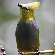 Long-tailed Silky-flycatcher