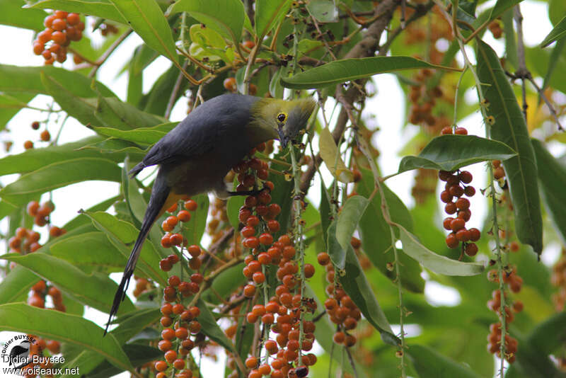 Long-tailed Silky-flycatcher male adult, feeding habits