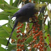 Long-tailed Silky-flycatcher