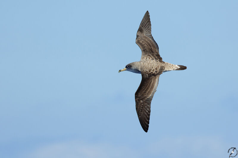 Puffin boréaladulte