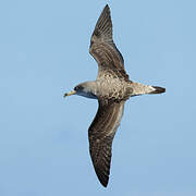 Cory's Shearwater