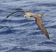 Cory's Shearwater