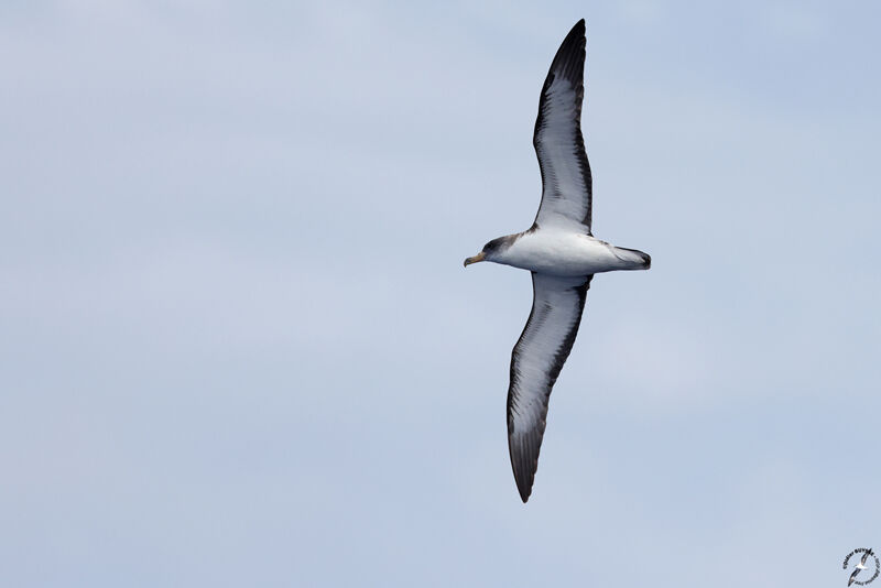 Cory's Shearwateradult