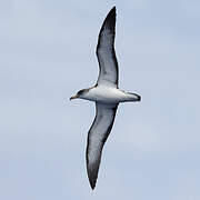 Cory's Shearwater