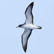 Scopoli's Shearwater