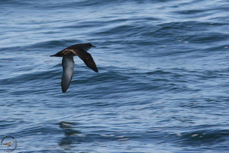 Balearic Shearwater, Flight