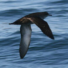 Puffin des Baléares