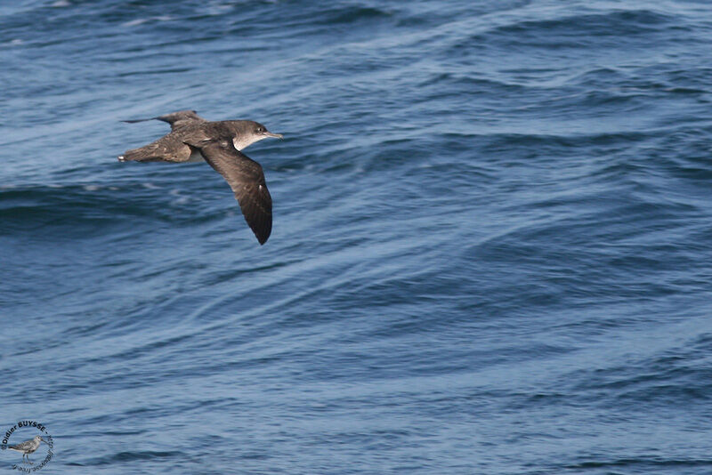 Balearic Shearwater, Flight