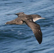 Balearic Shearwater