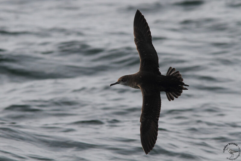 Balearic Shearwater, Flight