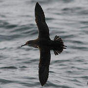 Balearic Shearwater