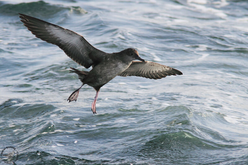 Balearic Shearwater, Flight