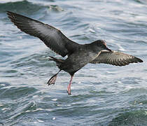 Balearic Shearwater