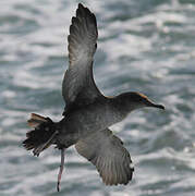 Balearic Shearwater