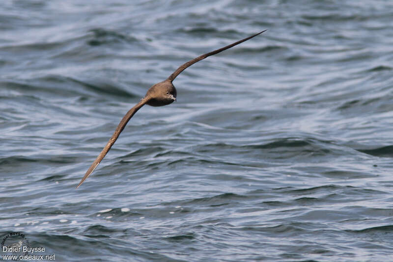 Sooty Shearwater, Flight, Behaviour