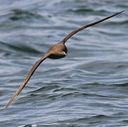 Sooty Shearwater