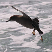 Sooty Shearwater