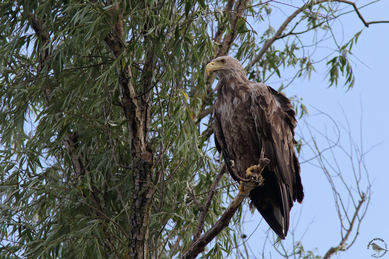 White-tailed Eagleadult, identification