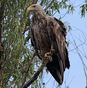 White-tailed Eagle