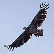 White-tailed Eagle