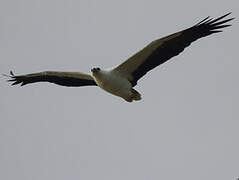 White-bellied Sea Eagle