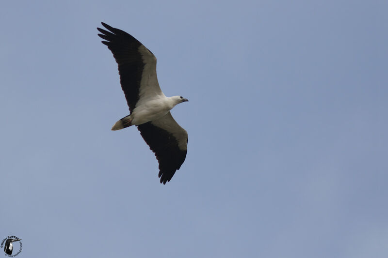 White-bellied Sea Eagleadult, Flight