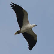 White-bellied Sea Eagle