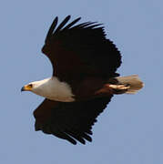 African Fish Eagle