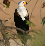 African Fish Eagle