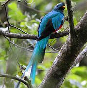 Quetzal resplendissant