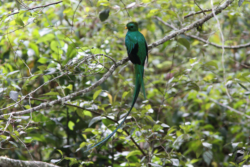 Resplendent Quetzal male adult, identification