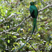 Quetzal resplendissant