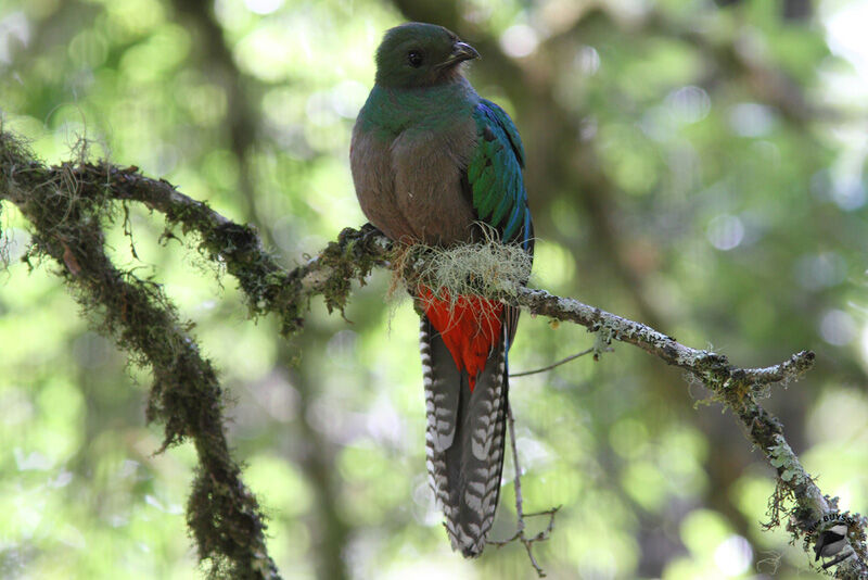 Quetzal resplendissant femelle adulte, identification