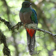 Resplendent Quetzal