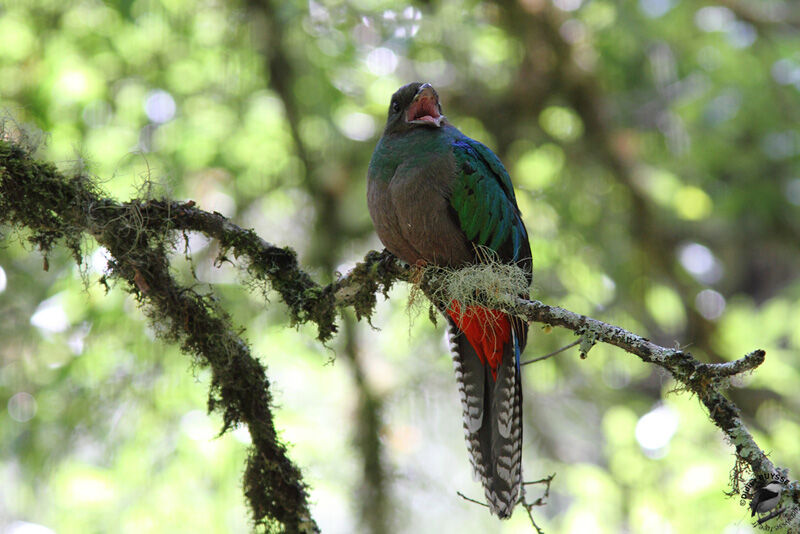 Quetzal resplendissant femelle adulte, identification