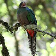 Quetzal resplendissant