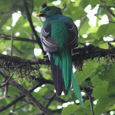 Quetzal resplendissant