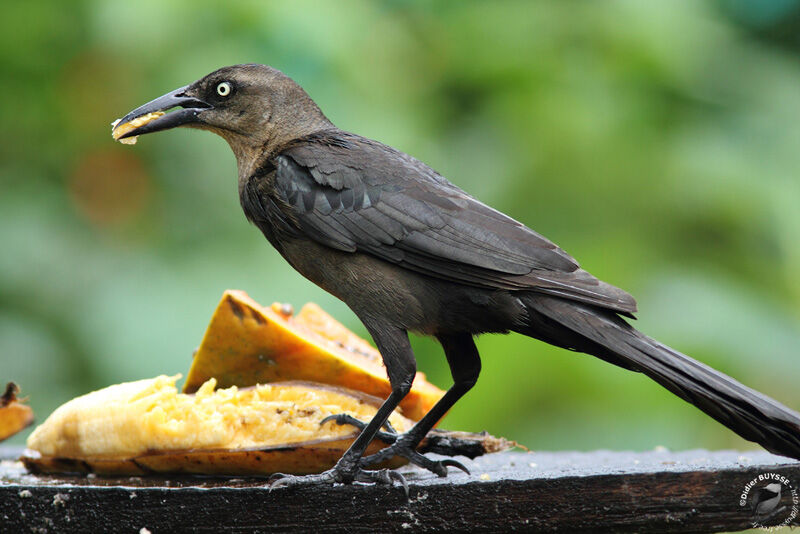 Great-tailed Grackle female adult, identification, feeding habits