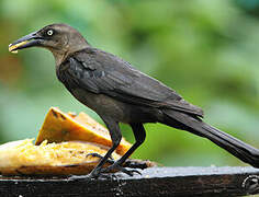 Great-tailed Grackle