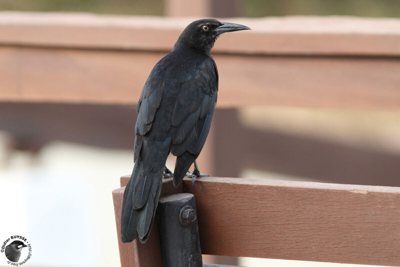 Great-tailed Grackleadult, identification