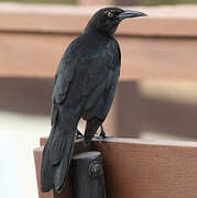 Great-tailed Grackle