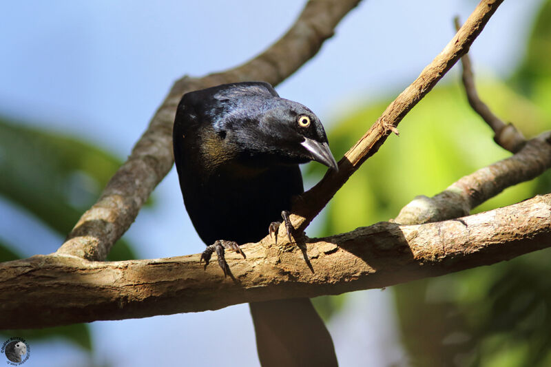 Greater Antillean Grackleadult, identification