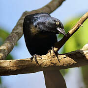 Greater Antillean Grackle