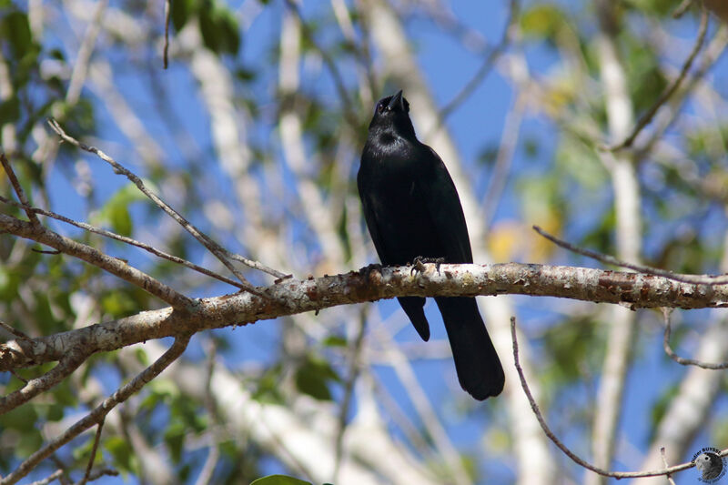 Quiscale violetadulte, identification