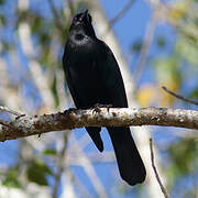 Cuban Blackbird