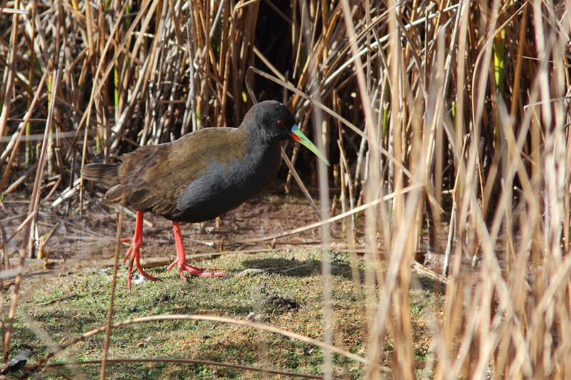 Plumbeous Railadult